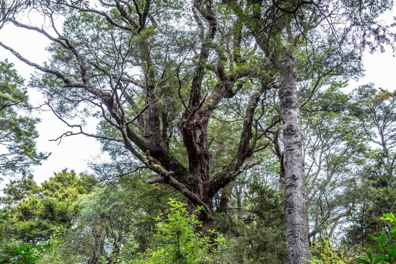 The Glade Villa Pahautea Dış mekan fotoğraf